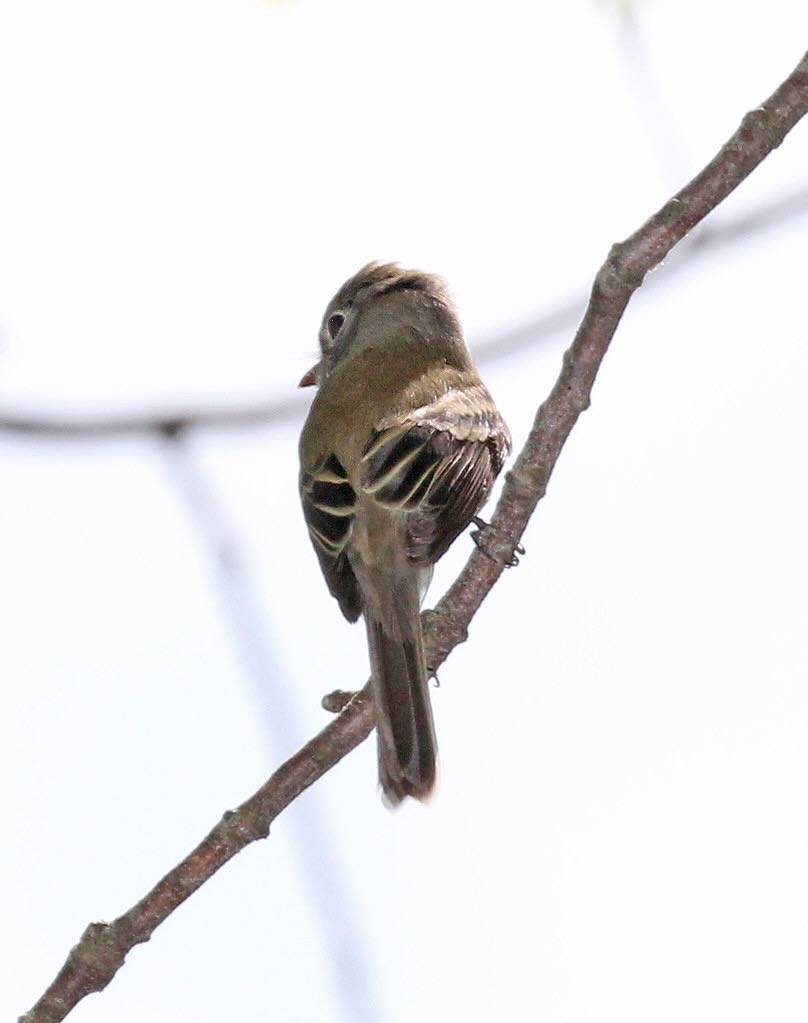 579 - LEAST FLYCATCHER (5-23-2015) worcester co, ma -12 by Sloalan is marked with CC0 1.0.